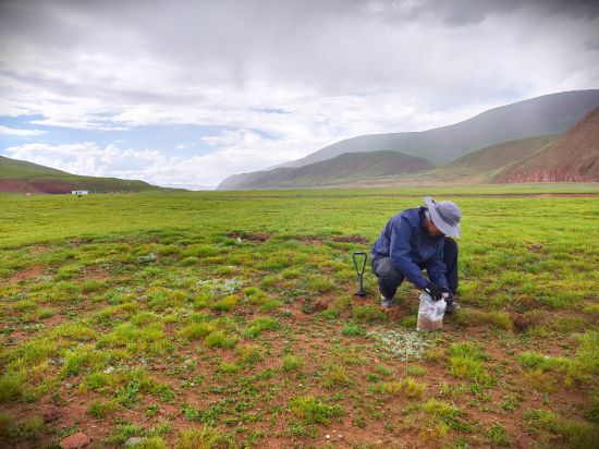 孫寶洋在一處草地上采集土壤樣本。新華社記者 邱婧熠 攝