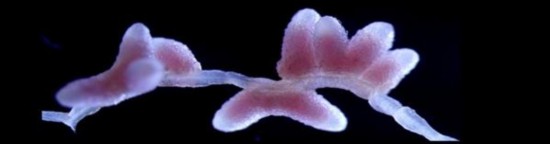 豆科植物根瘤器官 受訪者供圖