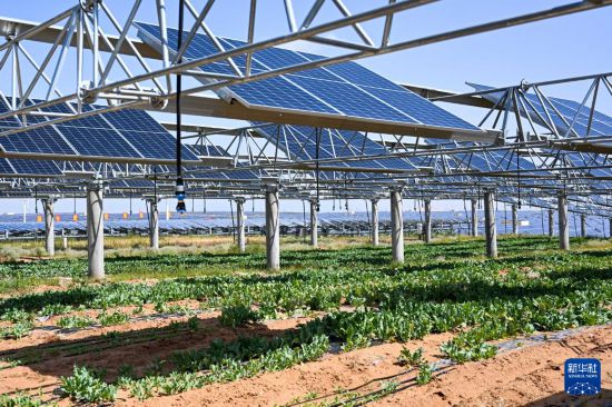 這是在庫布其沙漠里的蒙西基地庫布其200萬千瓦光伏治沙項目區光伏板下種植的農作物（9月3日攝）。新華社記者 李志鵬 攝