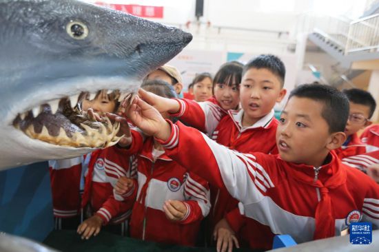   9月8日，在甘肅省定西市舉辦的“山海相依，筑夢蔚藍”山東青島·甘肅定西海洋科普東西部協作主題活動中，定西市安定區關川實驗學校的學生在觀看海洋生物標本。       新華社發（王克賢攝）