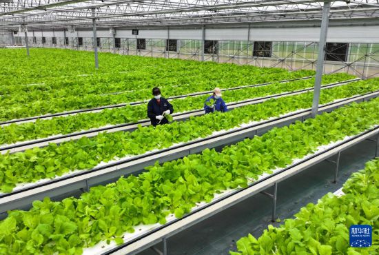 9月18日，工作人員在大棚內采摘奶白菜（無人機照片）。