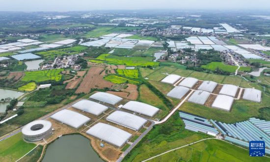 這是9月18日拍攝的安徽霧耘農業科技有限公司蔬菜大棚（無人機照片）。