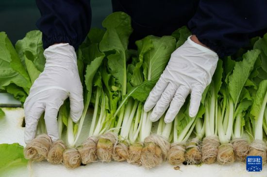 9月18日，工作人員在大棚內將采摘的奶白菜擺放整齊。