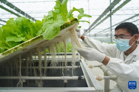 9月18日，技術員檢查蔬菜根系。