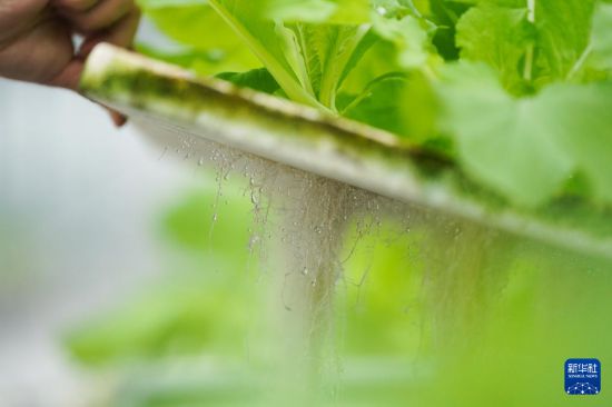 這是9月18日拍攝的使用氣霧栽培技術生長的奶白菜根系。