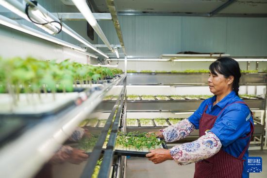 9月18日，工作人員在育苗室內取出西紅柿苗（無人機照片）。