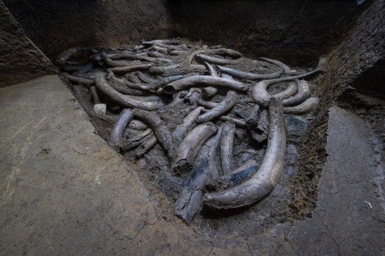 三星堆7號祭祀坑象牙（資料圖片）。新華社發