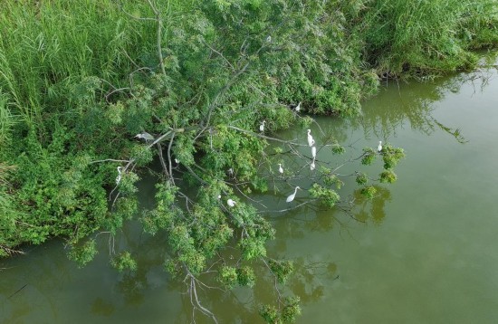 9月28日，鳥兒棲息在廣州南沙濕地（無人機照片）。新華社記者 肖恩楠 攝