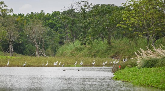 9月28日，鳥兒棲息在廣州南沙濕地。新華社記者 肖恩楠 攝
