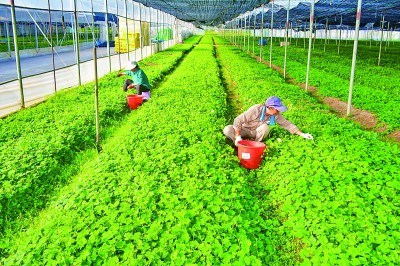 吳均奇攝/光明圖片