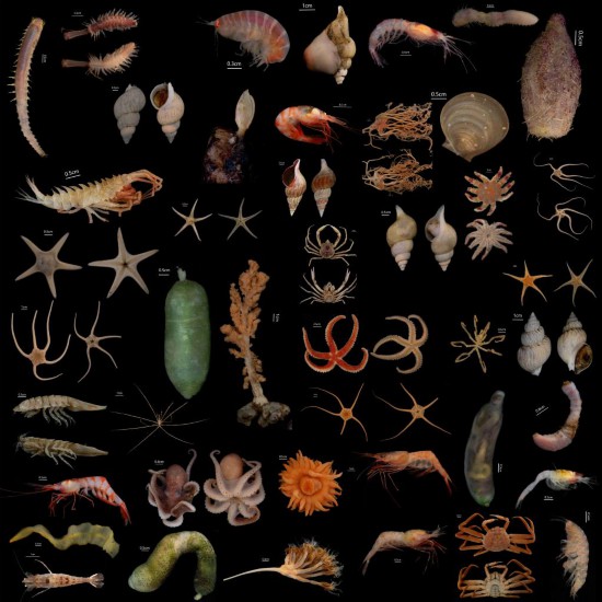 圖為經過整理后排列的部分北冰洋底棲動物樣品。劉坤 攝