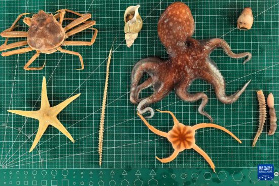 北冰洋底棲動物樣品（2025年8月3日攝）。新華社記者 劉詩平 攝
