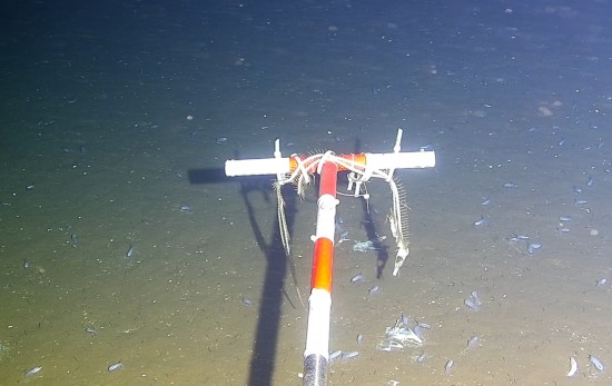 海底生物影像觀測系統拍攝的巨型海參——透明科爾加海參。（中國第15次北冰洋科學考察隊供圖）