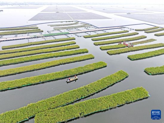 10月14日，工人在淮南市鳳臺縣顧橋鎮采煤沉陷區水面上收獲漂浮式水稻（無人機照片）。新華社發（陳彬 攝）