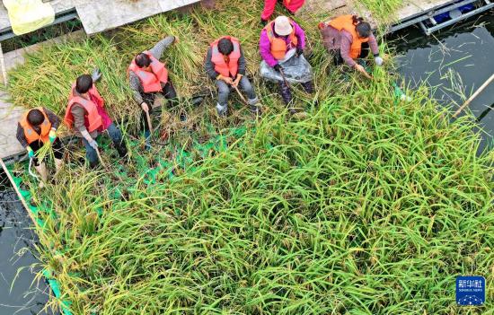 10月14日，工人在淮南市鳳臺縣顧橋鎮采煤沉陷區水面上收獲漂浮式水稻（無人機照片）。     新華社發（陳彬 攝）
