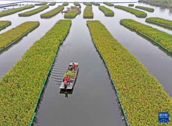 10月14日，工人在淮南市鳳臺縣顧橋鎮采煤沉陷區水面上收獲漂浮式水稻（無人機照片）。     新華社發（陳彬 攝）