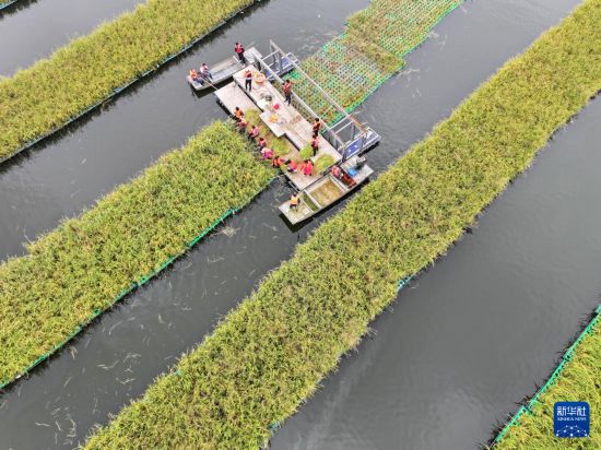 10月14日，工人在淮南市鳳臺縣顧橋鎮采煤沉陷區水面上收獲漂浮式水稻（無人機照片）。     新華社發（陳彬 攝）