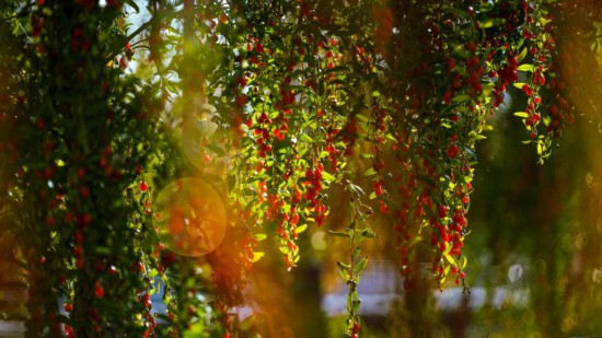 這是寧夏百瑞源枸杞種植基地的枸杞樹。（受訪者供圖）