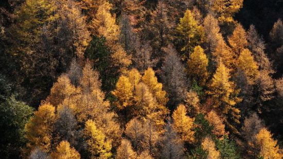 位于六盤山西麓的寧夏固原市西吉縣大寨山林場秋景（無人機照片）。新華社記者 楊植森 攝