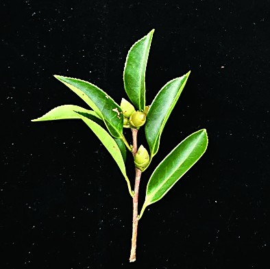 五指山油茶幼枝 海南大學熱帶油茶研究團隊供圖