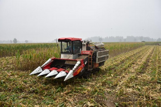 河南民權縣的一處農田里，農戶正在用履帶式收割機進行收割。新華社記者鄭家寶 10月8日攝