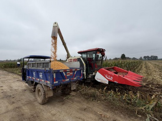 圖為一臺履帶式聯合收割機在陜西省武功縣長寧鎮一處糧田完成收割后將玉米倒入運糧車。新華社記者劉彤 攝