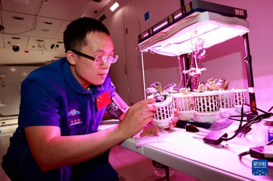 張洪章進行植物培養訓練（2025年8月28日攝）。新華社發（徐部 攝）