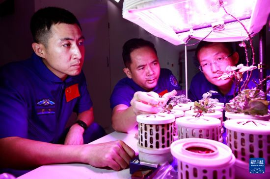 武飛（左）、張陸（中）、張洪章進行植物培養訓練（2025年8月28日攝）。新華社發（徐部 攝）