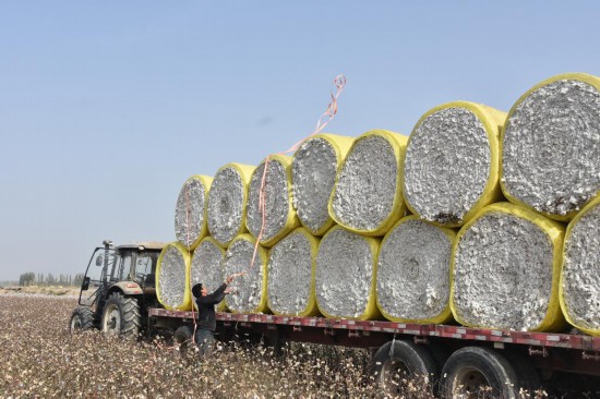 10月21日，在新疆阿克蘇地區沙雅縣的棉田中，棉農在固定棉花包。新華社記者顧煜 攝