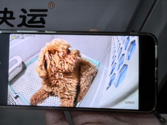 寵物在托運中。新華社發