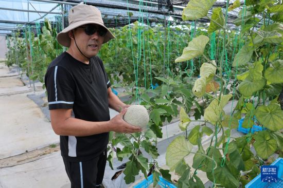 11月3日，在文萊斯里巴加灣市郊一處農業科技產業園，來自中國寧夏回族自治區固原市的農業技術專家李繼華檢查剛采摘下來的網紋蜜瓜。新華社記者 李萌 攝