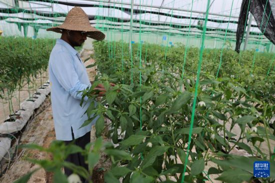 11月3日，在文萊斯里巴加灣市郊一處農業科技產業園，工作人員查看辣椒的生長情況。     新華社記者 李萌 攝