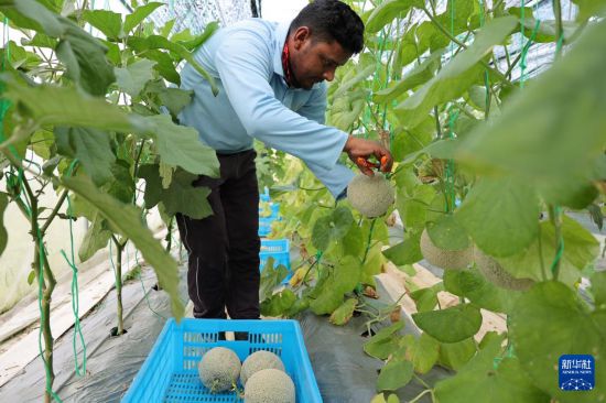 11月3日，在文萊斯里巴加灣市郊一處農業科技產業園，工作人員采摘通過中國沙培技術種植的蜜瓜。     新華社記者 李萌 攝