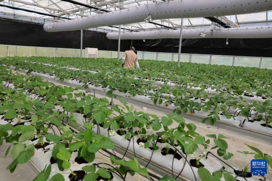 這是11月3日在文萊斯里巴加灣市郊一處農業科技產業園拍攝的運用中國農業技術和設備培育出的草莓。     新華社記者 李萌 攝