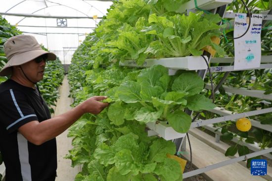 11月3日，在文萊斯里巴加灣市郊一處農業科技產業園，來自中國寧夏回族自治區固原市的農業技術專家李繼華查看用水培技術種植的蔬菜的生長情況。     新華社記者 李萌 攝